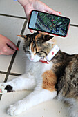Cat with GPS collar connected to a location application