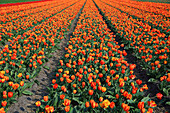 Tulip fields in the Netherlands