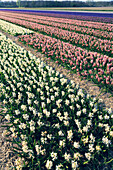 Fields of hyacinths in the Netherlands