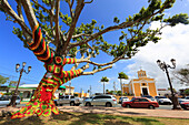 Usa,Porto Rico. puerto Rico,Dorado,tree with suit