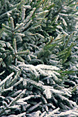 Künstlicher Schnee auf Weihnachtsbäumen