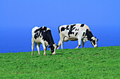 Sao Miguel Island,Azores,Portugal. Cow