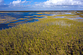 USA, Florida. Everglades. Zypressen und Sumpf