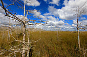 USA, Florida. Everglades. Schleifenstraße