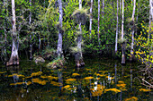 Usa,Florida. Everglades. Loop Road. Cypress trees and swamp