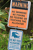 Usa,Florida. Everglades. Loop Road. Alligator. Danger