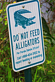 Usa,Florida. Everglades. Loop Road. Alligator. Danger
