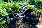 Abandoned vehicle covered with vegetation