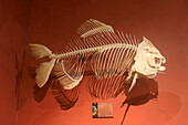 USA, Florida, Orlando. SKELETONS: Museum für Osteologie. Fisch