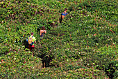 France,Guadeloupe. La Soufriere