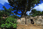 France,Antilles francaises,Guadeloupe. Petit-Canal. Prison overgrown with a cursed fig tree