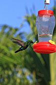 France,French Antilles,Guadeloupe. Humming-bird