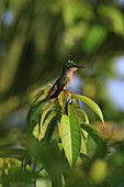Frankreich,Französische Antillen,Guadeloupe. Kolibri