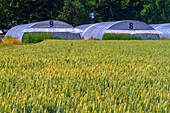 Greenhouses and wheat field