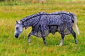 Horse in a pasture grazing