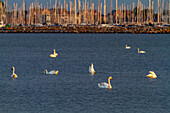 Europa,Deutschland. Schleswig-Holstein. Heiligenhafen