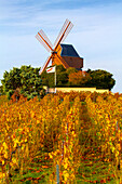 France,Grand-Est,Marne,VerzenayMont-Bœuf. Verzenay windmill. Mumm Champagne. Reims montain