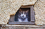 Frankreich,Grand Est,Aube,Troyes. Katzen versteckt in den Straßen der Stadt