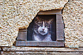 France,Grand Est,Aube,Troyes. Cats hidden in the streets of the city