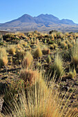 Chile,Antofagasta Region,Atacama Desert,desert; flora,vegetation,