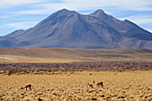 Chile,Antofagasta Region,Atacama Desert,Andes Mountains,vicunas,vicugna vicugna,Cerro Miscanti,