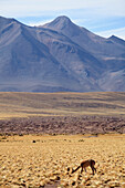 Chile,Region Antofagasta,Atacama-Wüste,Andengebirge,Vikunja,Vikugna vicugna,