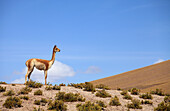Chile,Region Antofagasta,Atacama-Wüste,Vikunja,Vikunja vicugna vicugna,