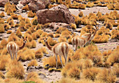 Chile,Antofagasta Region,Atacama Desert,vicunas,vicugna vicugna,