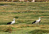 Chile,Antofagasta Region,Anden,Machuca,Vögel,