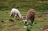Llamas,lama glama,Chile,Antofagasta Region,Andes,Machuca,