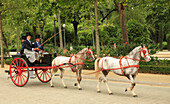 Spain,Andalusia,Seville,festival,horse carriage