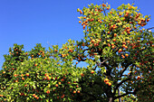 Spain,Andalusia,Seville,orange tree,oranges