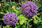 Spring,close-up on allium flower