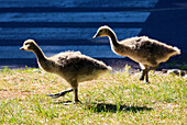 Canada,Quebec,Montreal,Canada geese,branta canadensis,goslings,