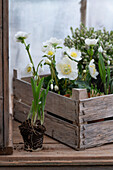 Schneerose (Helleborus niger), Nieswurz in Holzkiste und Schneeglöckchen (Galanthus) mit Erdballen
