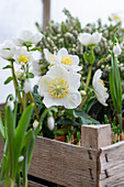 Schneerose (Helleborus niger), Nieswurz, in Holzkiste, close-up