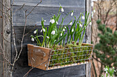 Schneeglöckchen (Galanthus) in selbstgebautem Blumenkasten eingepflanzt an Holzwand hängend
