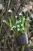 Schneeglöckchen (Galanthus) in rostigen Schöpfkellen eingepflanzt an Strauch hängend