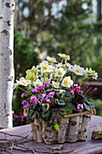Pflanzgefäß aus Birkenrinde mit Alpenveilchen (Cyclamen) und Christrosen (Helleborus niger)