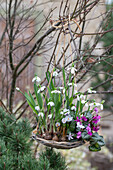 Blumenampel mit Schneeglöckchen (Galanthus), Krokus (Crocus) und Alpenveilchen (Cyclamen) bepflanzt, an Baum hängend