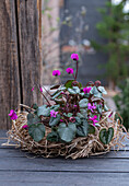 Alpenveilchen (Cyclamen) in Blumenschale aus Stroh eingepflanzt