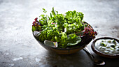 Green salad with radishes and herbs