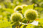 Ripe chestnuts, Castanea sativa, on the tree, Neustadt an der Weinstraße, Rhineland-Palatinate, Germany