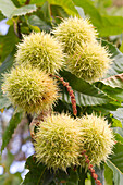 Ripe chestnuts, Castanea sativa, on the tree, Neustadt an der Weinstraße, Rhineland-Palatinate, Germany