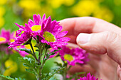 Blühende bunte Herbstastern, Aster dumosus, Neustadt an der Weinstraße, Rheinland-Pfalz, Deutschland