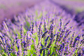 Lavender field in Albsheim in der Pfalz, Rhineland-Palatinate, Germany