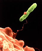 Amoeba engulfing Legionella bacterium, SEM