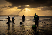 Workers collecting shellfish