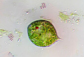 Phacus sp. euglenoid, light micrograph