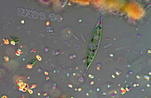 Euglenoids, light micrograph